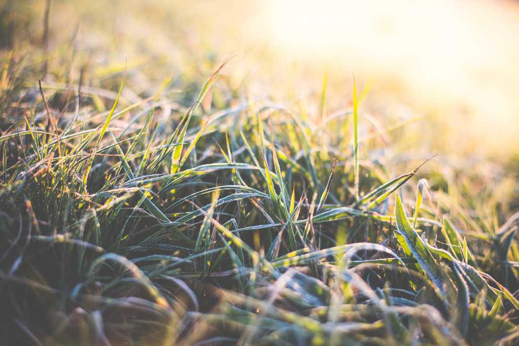 冬季早晨草坪
