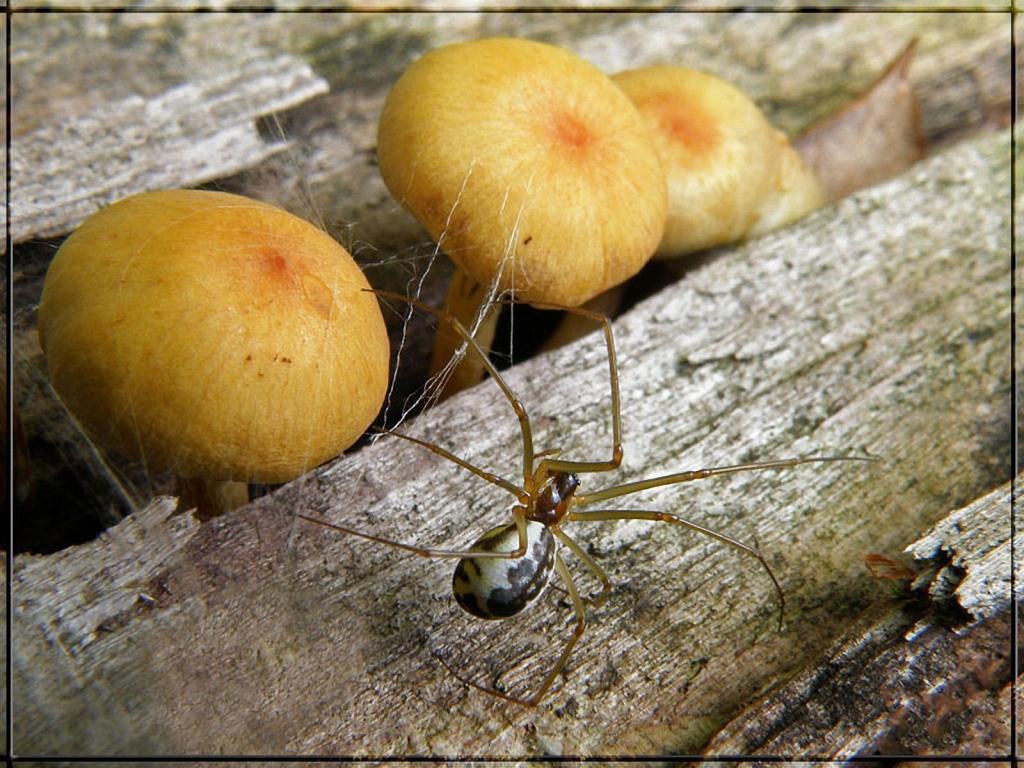 蜘蛛和蘑菇