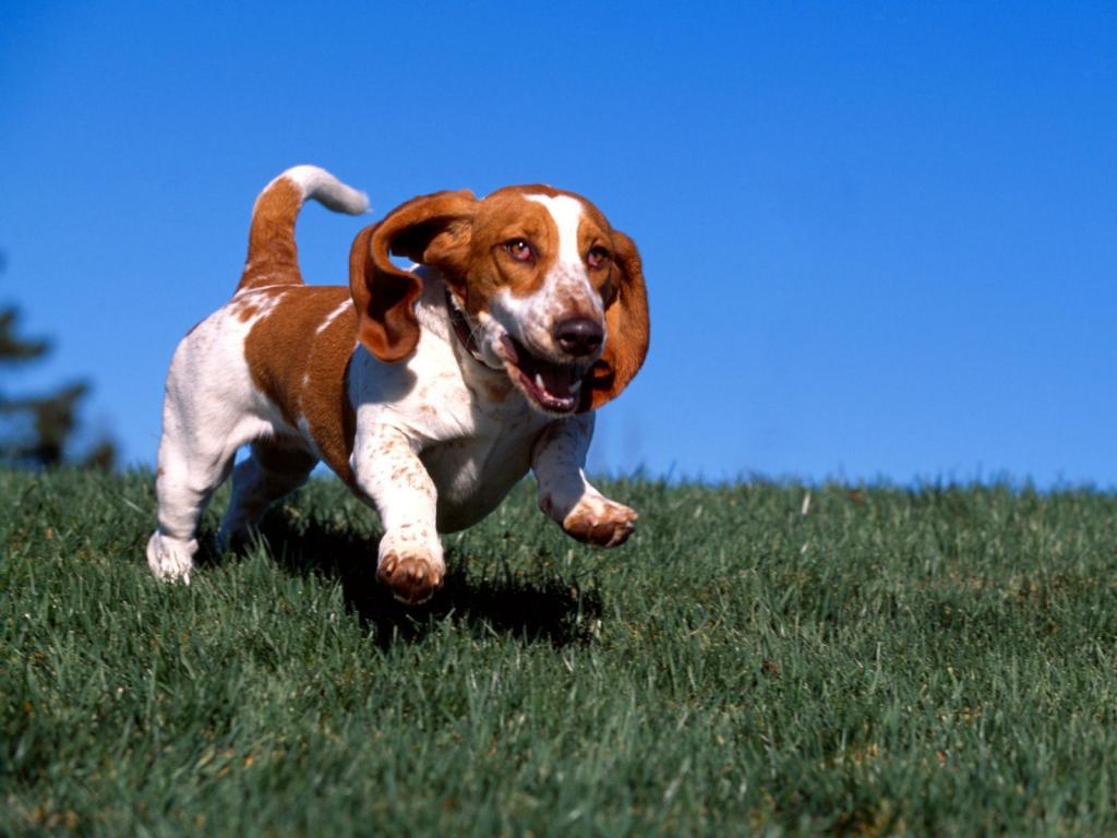快乐的短腿猎犬跑在草地上