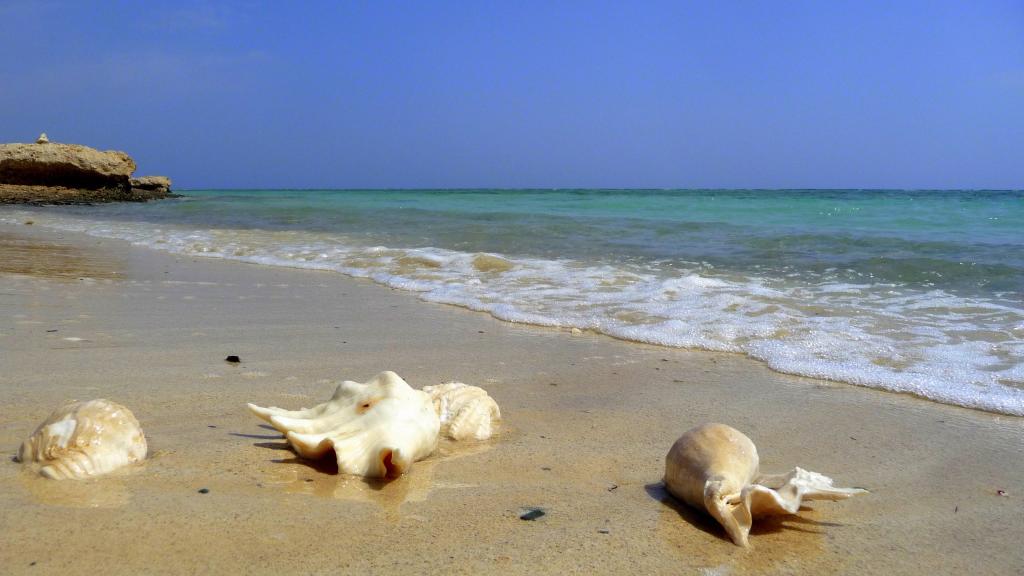 在El Quseir，埃及度假胜地海滩上的贝壳