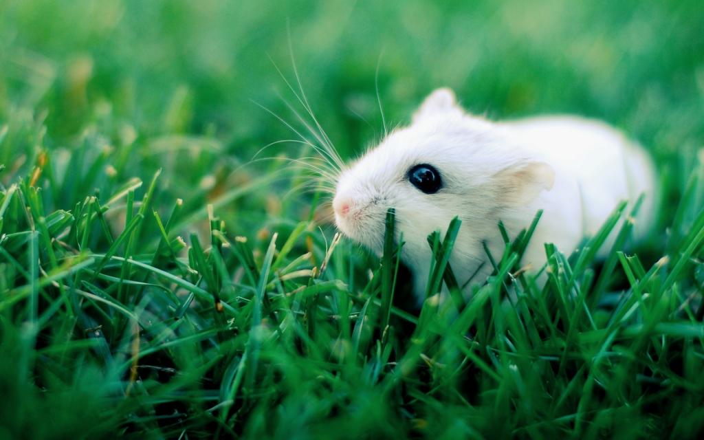 在草地上的白色仓鼠