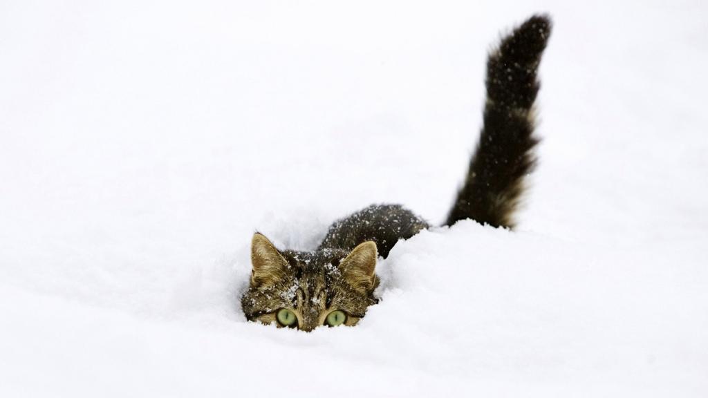 猫躲在雪地里