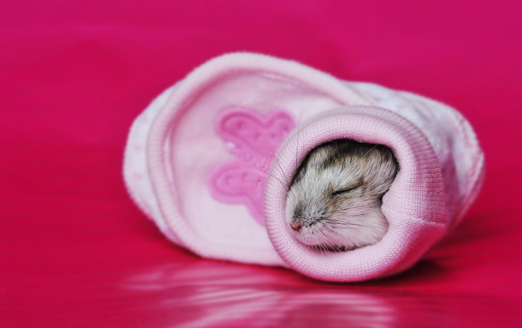一只可爱的小仓鼠睡在一只粉色的袜子里