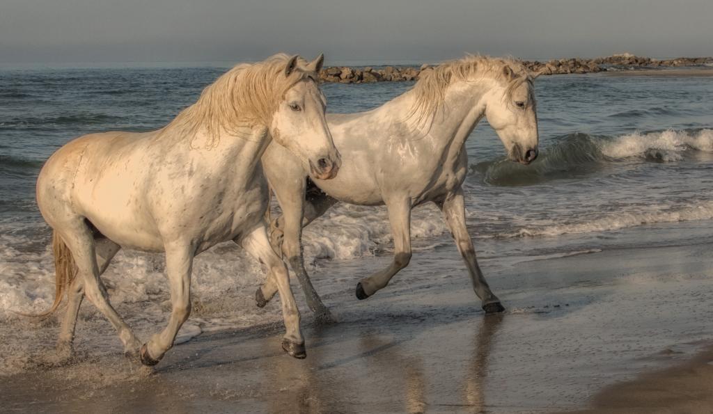 两匹白马在沙滩上沿着沙滩跑