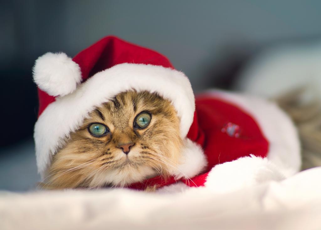 猫在圣诞老人的服装
