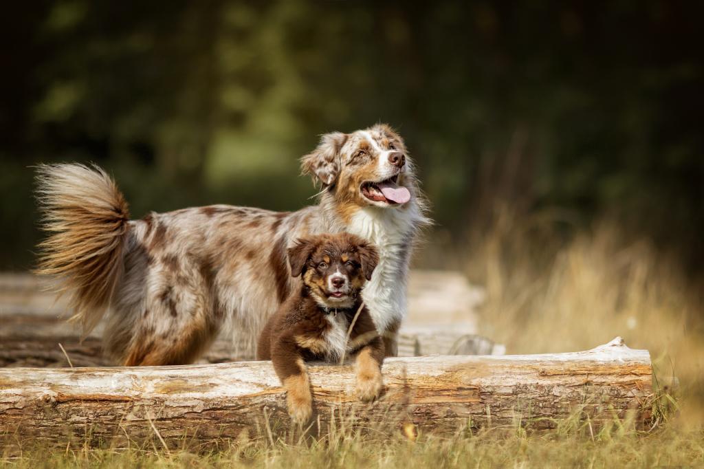 澳大利亚牧羊犬伸出舌头和小狗
