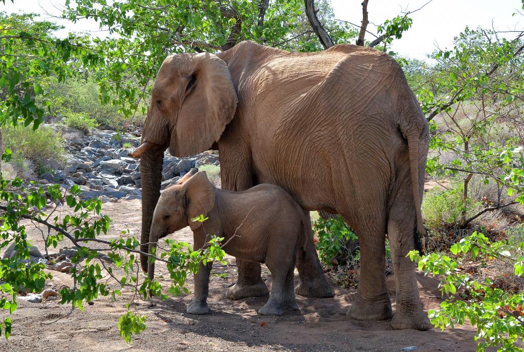 母亲与小象的大象