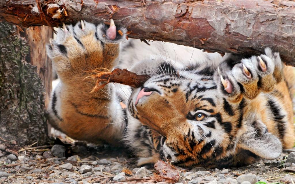 老虎削尖躺在背上的爪子