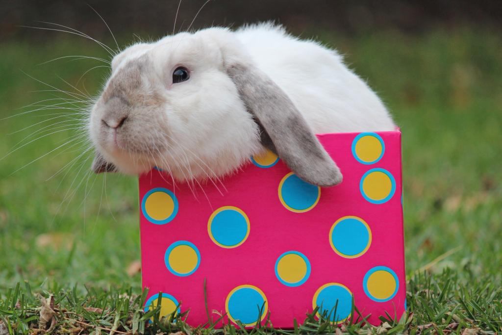 有趣的装饰兔子坐在一个彩色的盒子