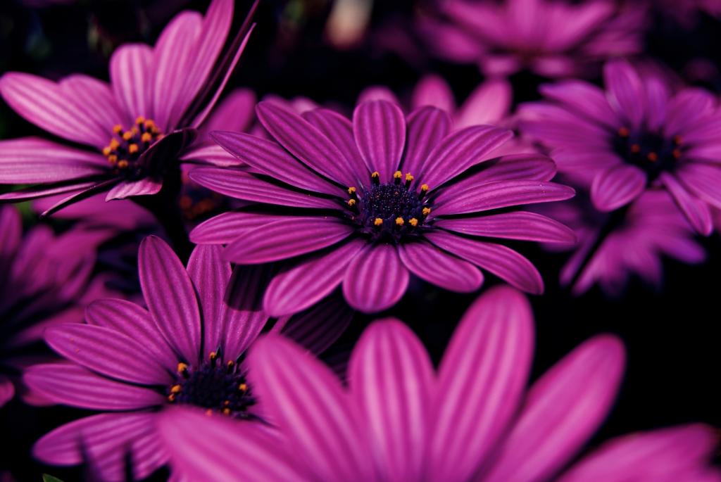 美丽的淡紫色花朵非洲雏菊