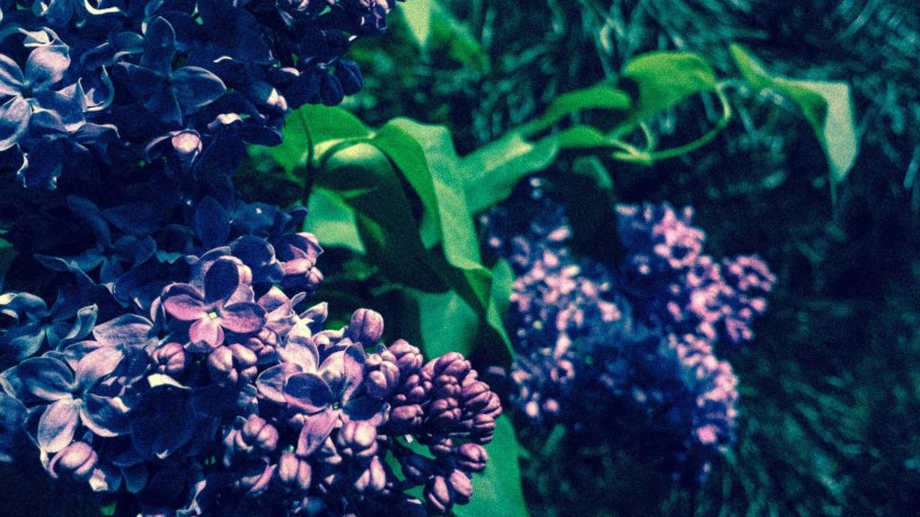 淡紫色花的淡紫色芽