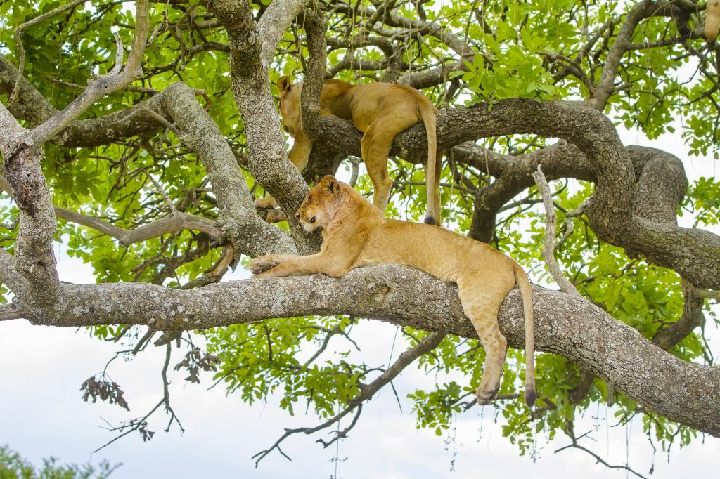 两棵美丽的狮子躺在一棵树的树枝上