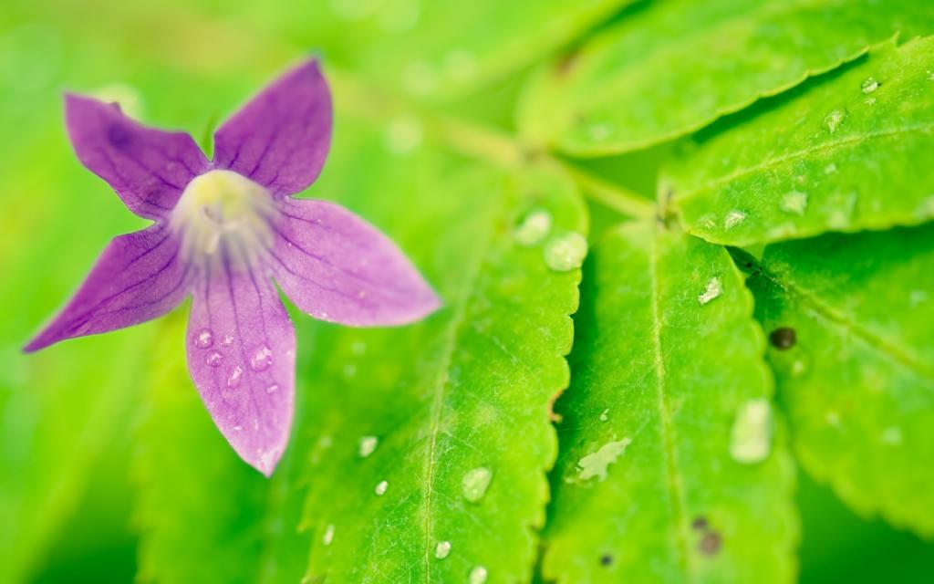 在湿的叶子的紫罗兰色花