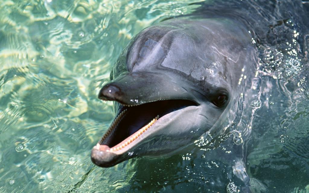 海豚从水中望出去