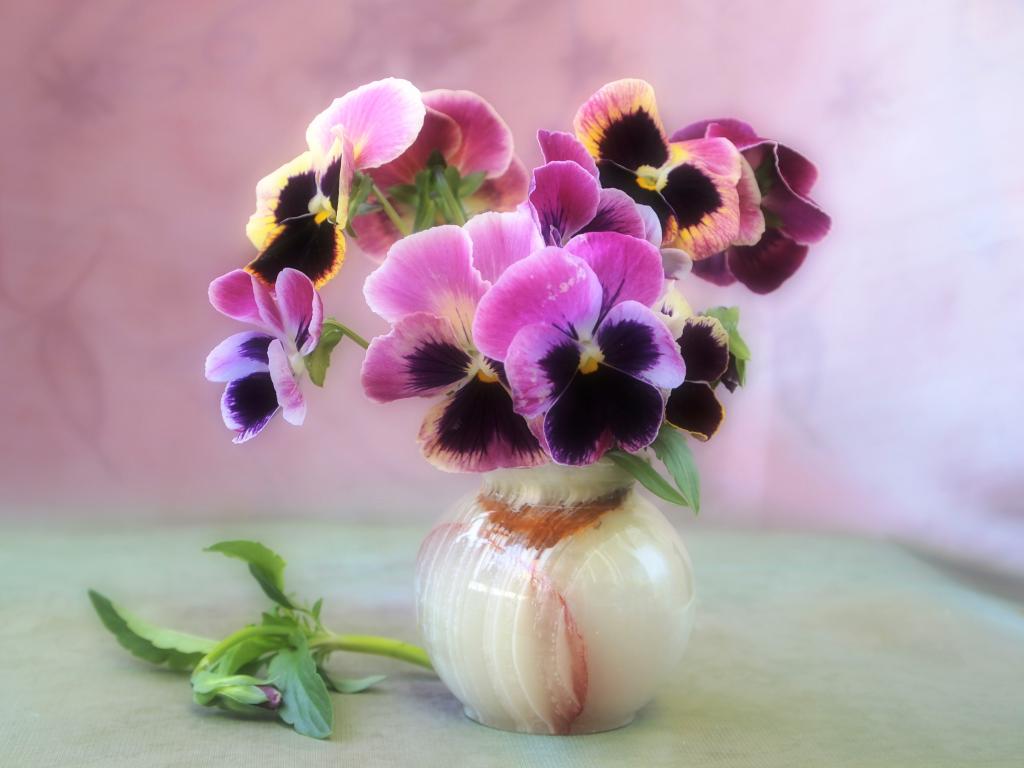 紫罗兰的花束