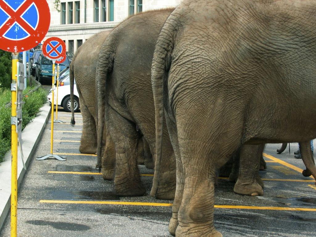 大象在停车场