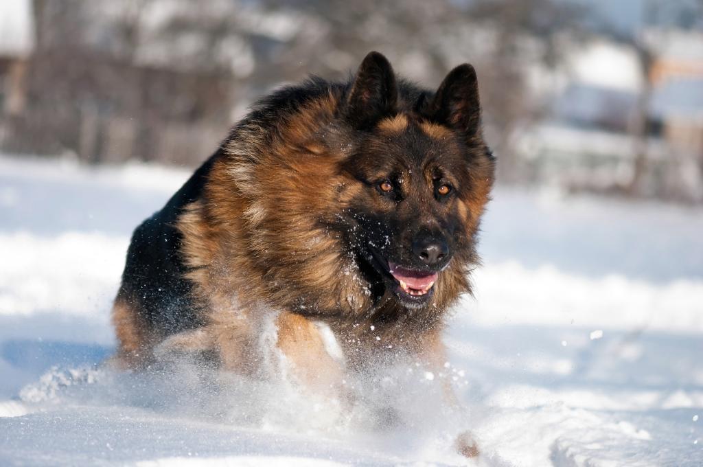 德国牧羊犬在雪中奔跑