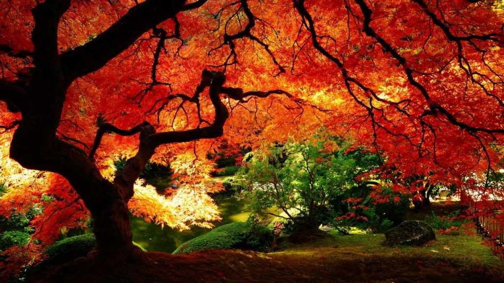 桃花心木在秋天的森林里