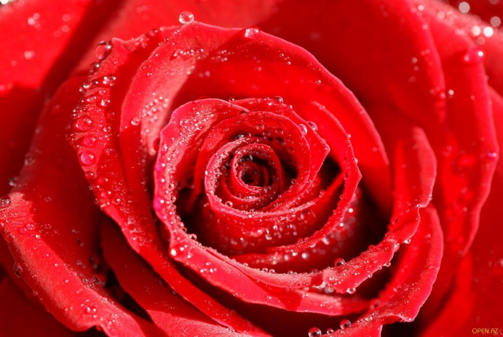 玫瑰在情人节那天的罗莎