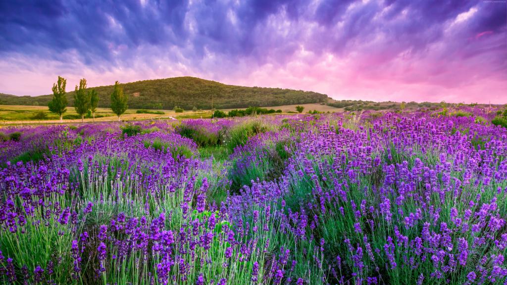 普罗旺斯的淡紫色领域在美丽的天空下，法国