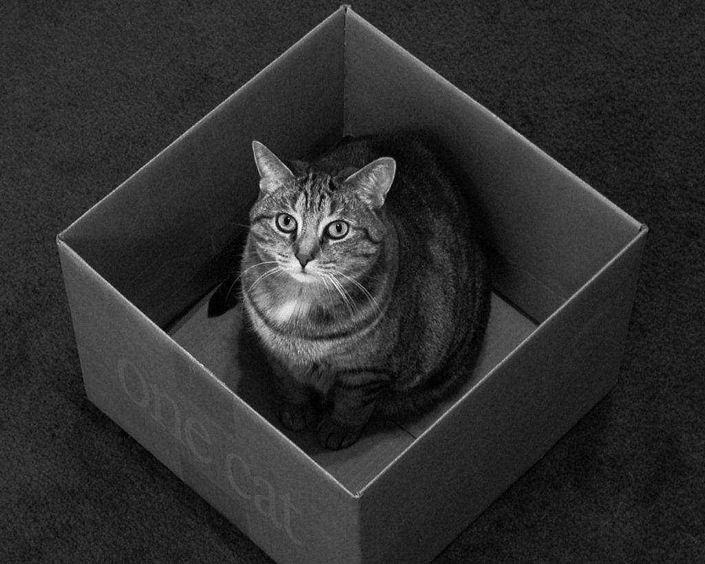 一只猫的盒子