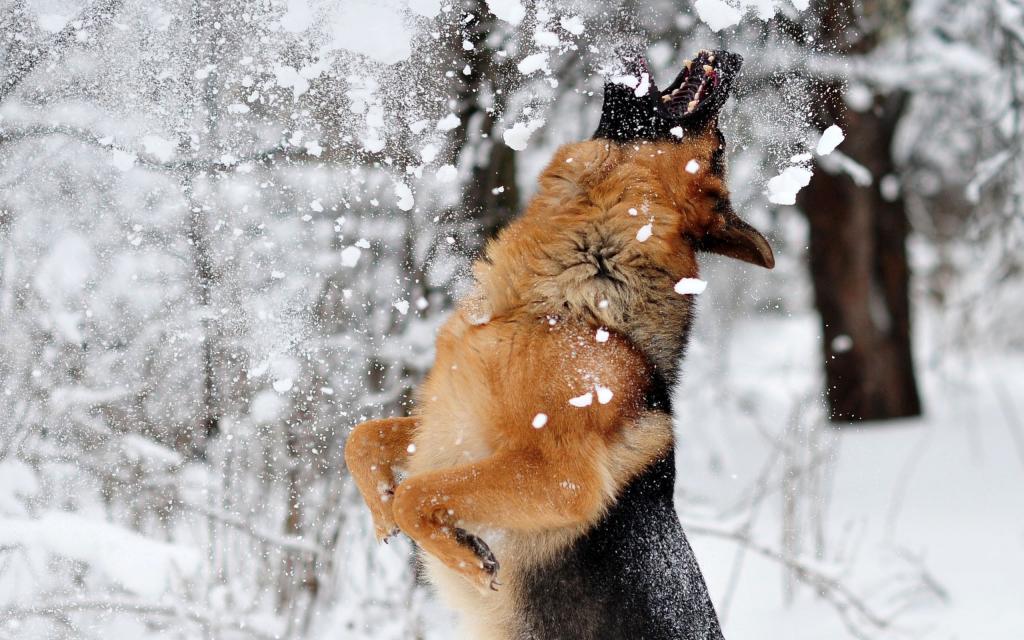 狗抓雪
