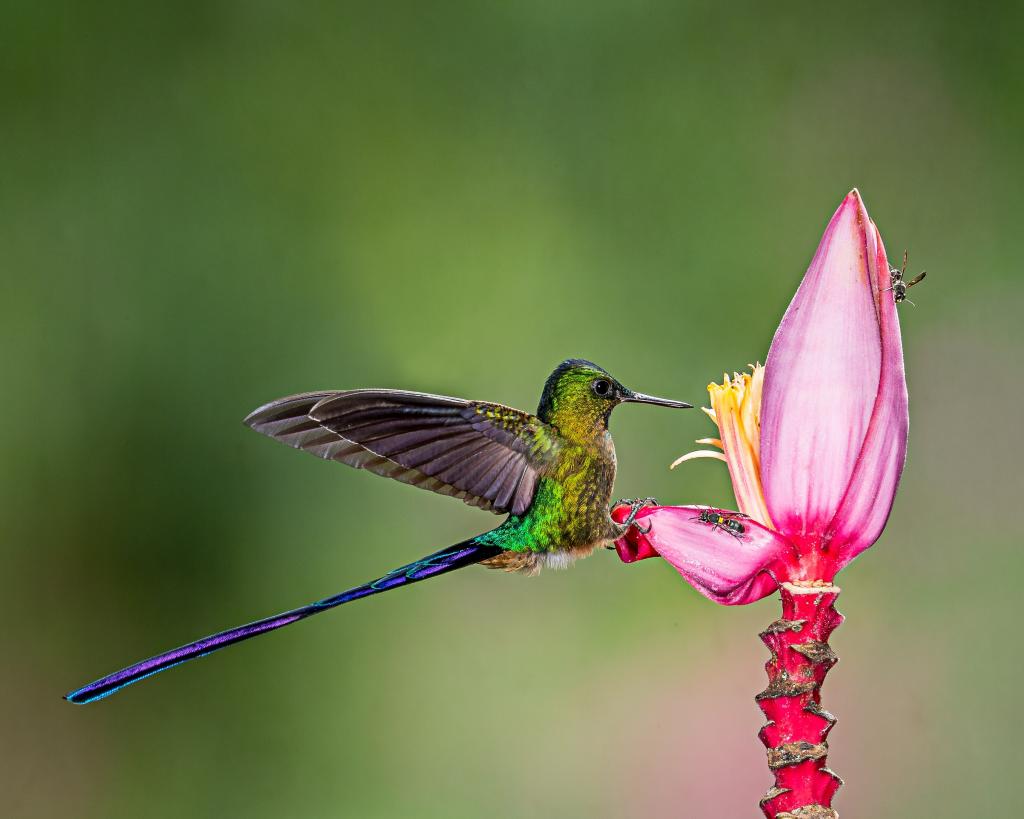 一只小鸟在一朵桃红色花的蜂鸟