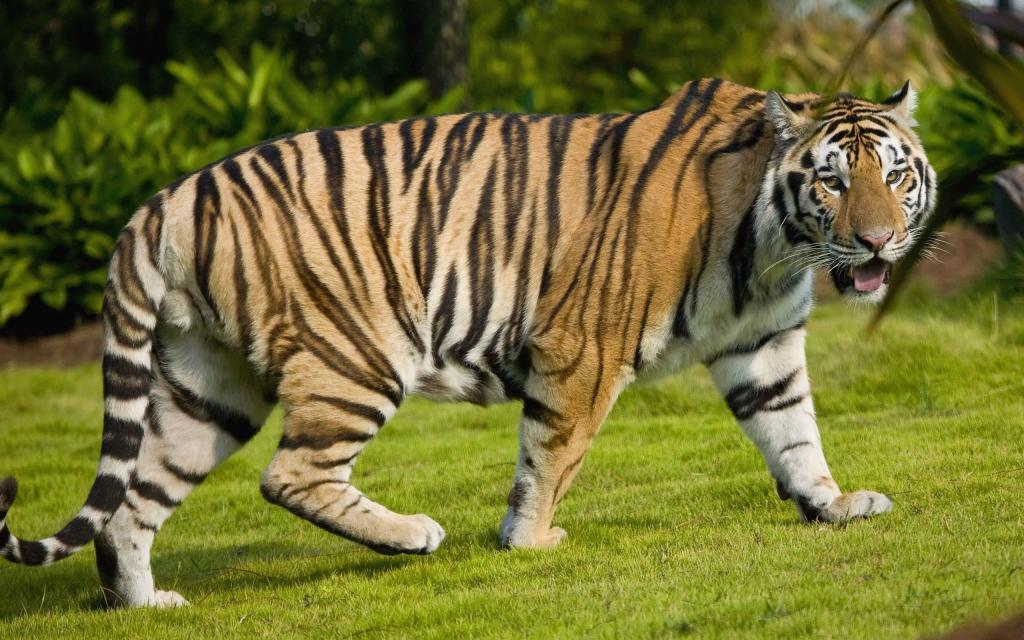 在草坪上的大老虎