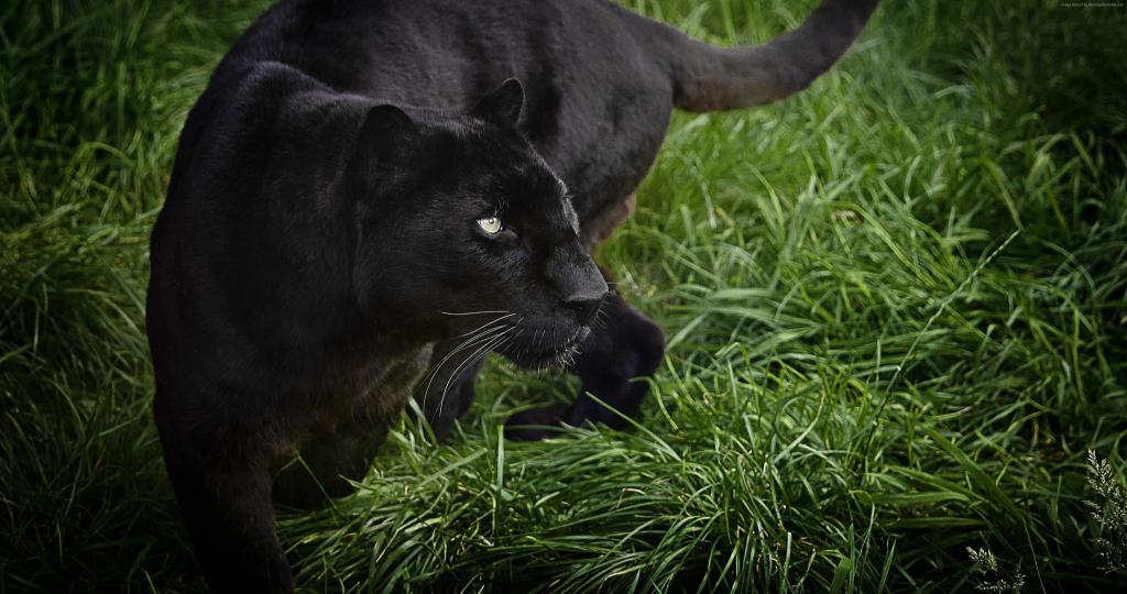 大黑豹走在绿色的草地上