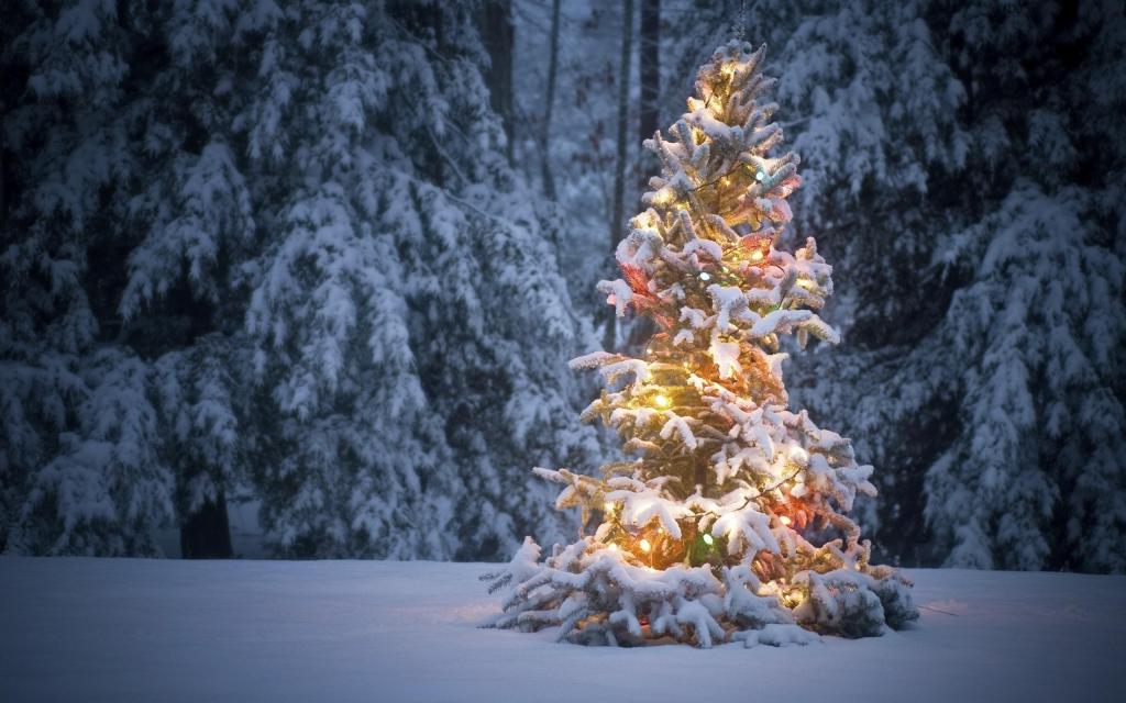 发光的圣诞树在森林里