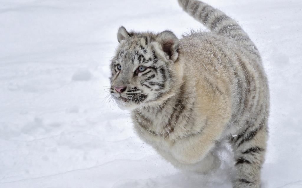 一只蓝眼睛的小老虎穿过雪