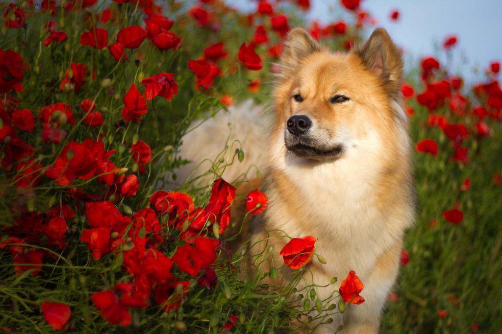 品种Evrazier的狗在夏天站立在红色罂粟花
