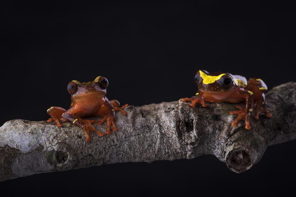 两个小棕色的青蛙坐在一个木制的树枝上
