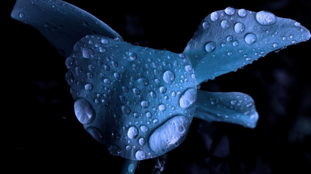 湿蓝色的花