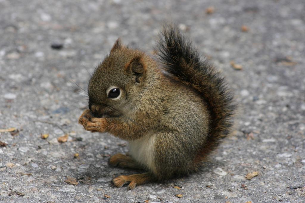 一只小松鼠把食物留在爪子里