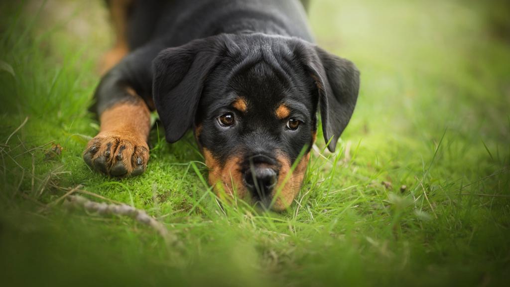 一只伤心的罗威纳小狗躺在绿色的草地上