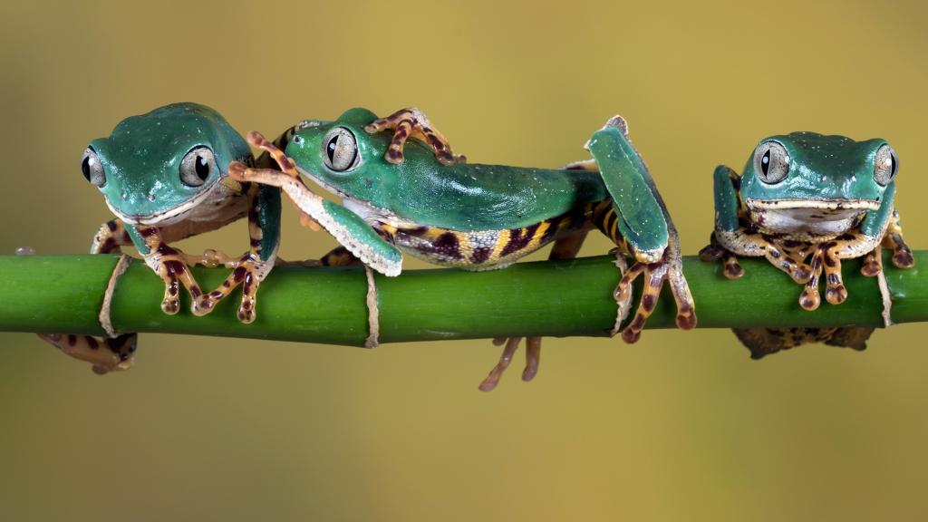 三个绿色的青蛙坐在绿色的树枝上