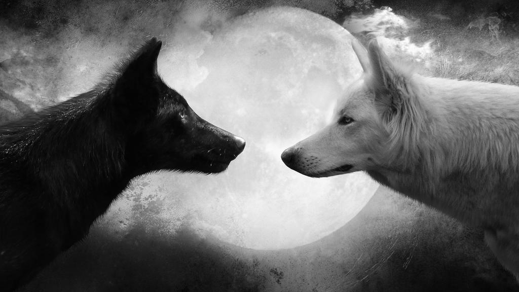 狼在月亮的背景