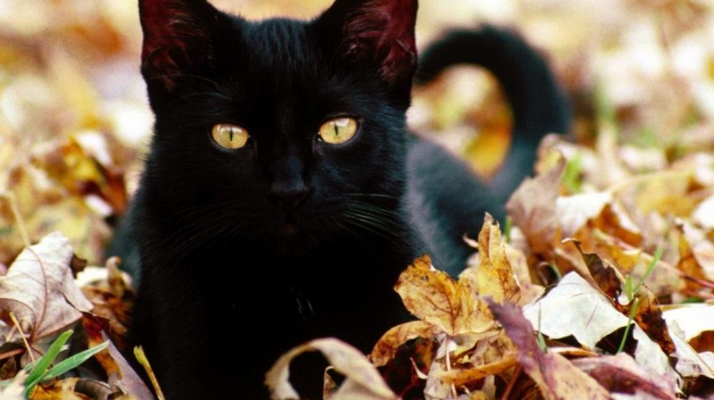 在叶子的黑猫