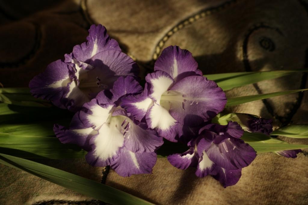 唐菖蒲紫色的花朵