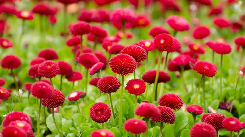 红色的夏天雏菊花