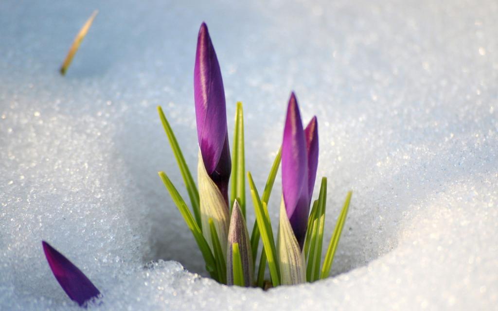 春天的花朵在雪地里
