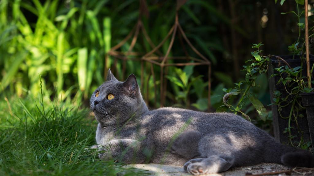 美丽的英国猫在草地上