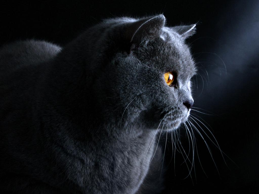 在黑暗的背景的英国猫
