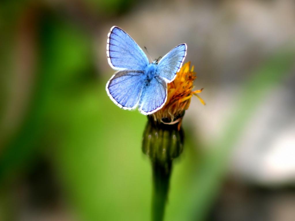 在一朵花的蓝色蝴蝶