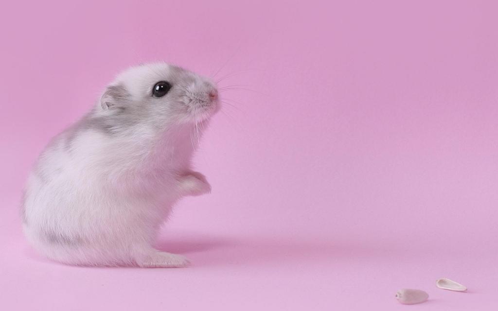 在粉红色的背景上的仓鼠