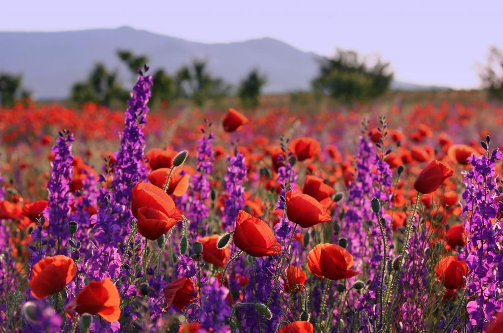 紫色的野花和红色的罂粟花在外地的阳光下