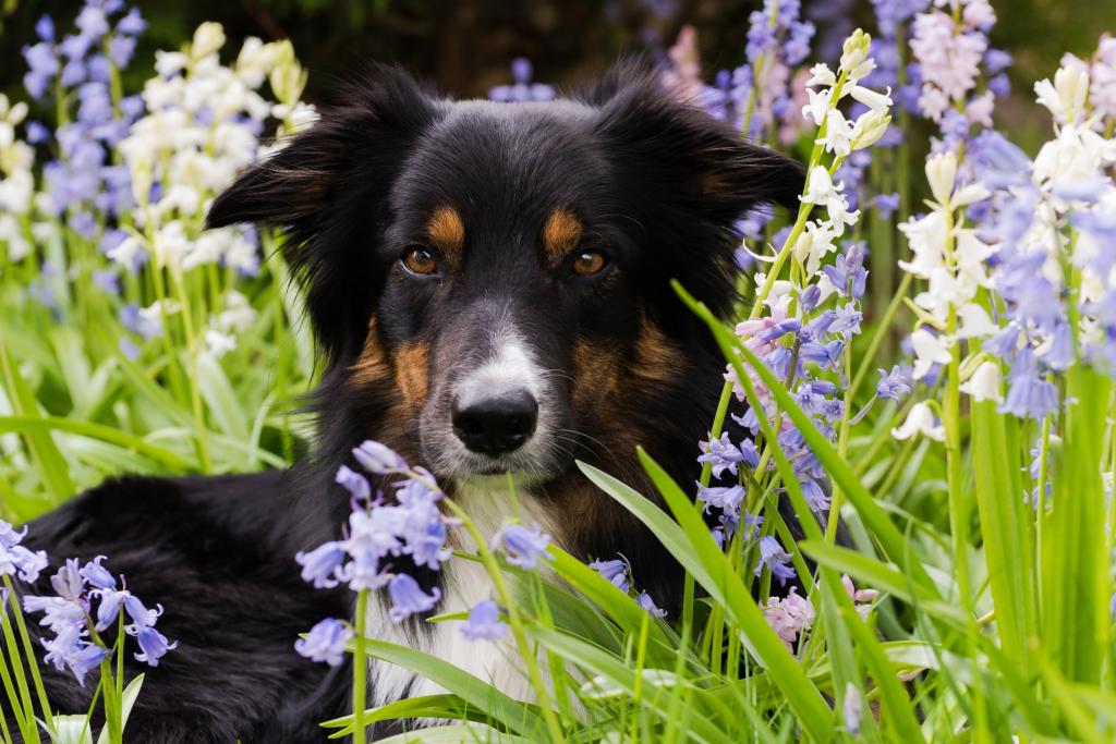 狗品种边境牧羊犬躺在鲜花中
