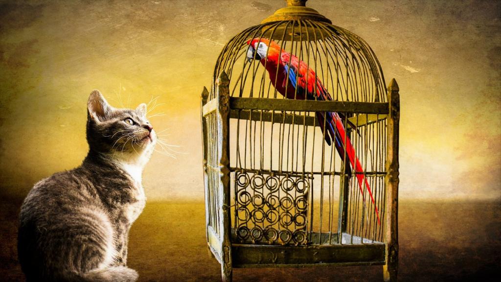 好奇的小猫看着笼子里的鹦鹉