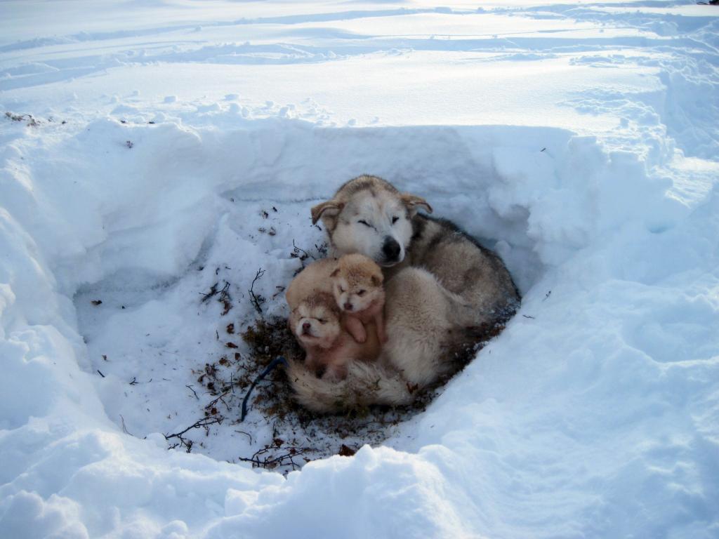 他的后代在雪地里的一只狗
